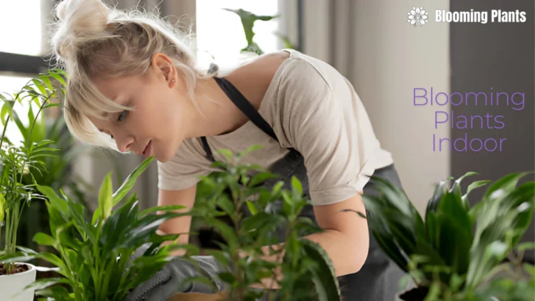 Blooming Plants Indoor