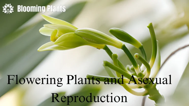 Flowering Plants and Asexual Reproduction