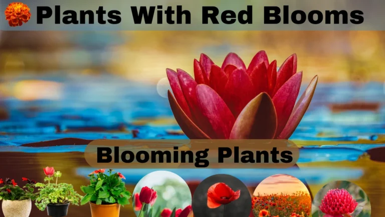 Plants with Red Blooms: Nature’s Most Vibrant Flowers