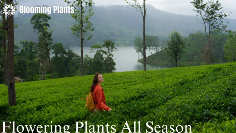 Flowering Plants All Season