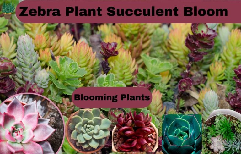 The Ultimate Guide to Zebra Plant Succulent Bloom