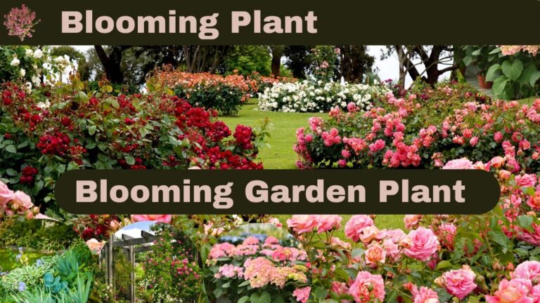 The Ultimate Guide to Blooming Garden Plants