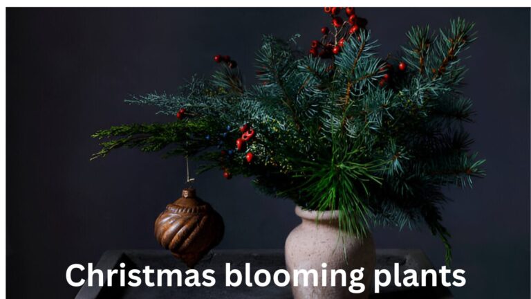 christmas blooming plants