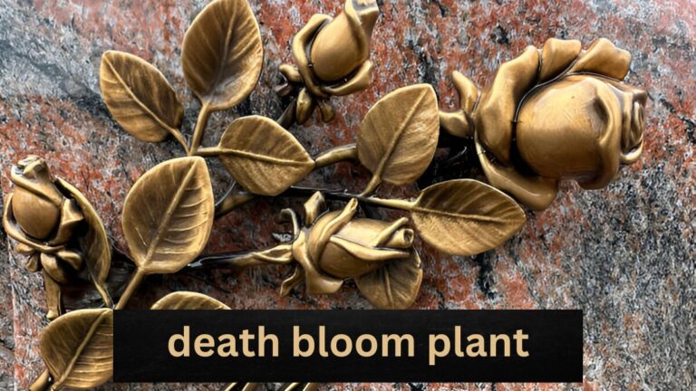 death bloom plant