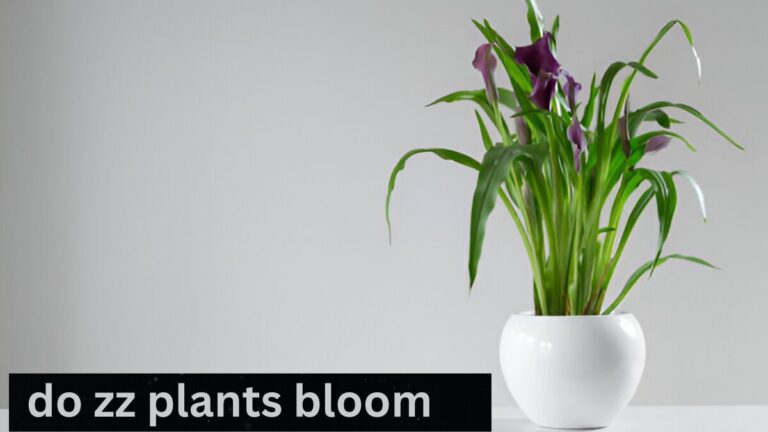 do zz plants bloom