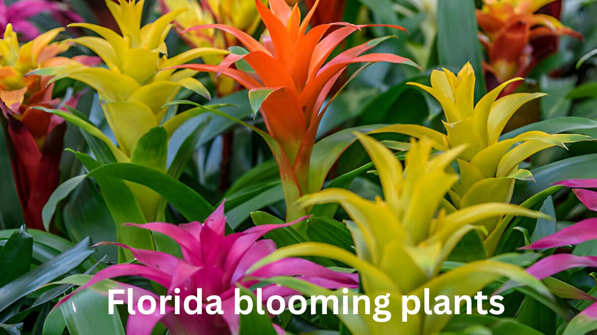 florida blooming plants