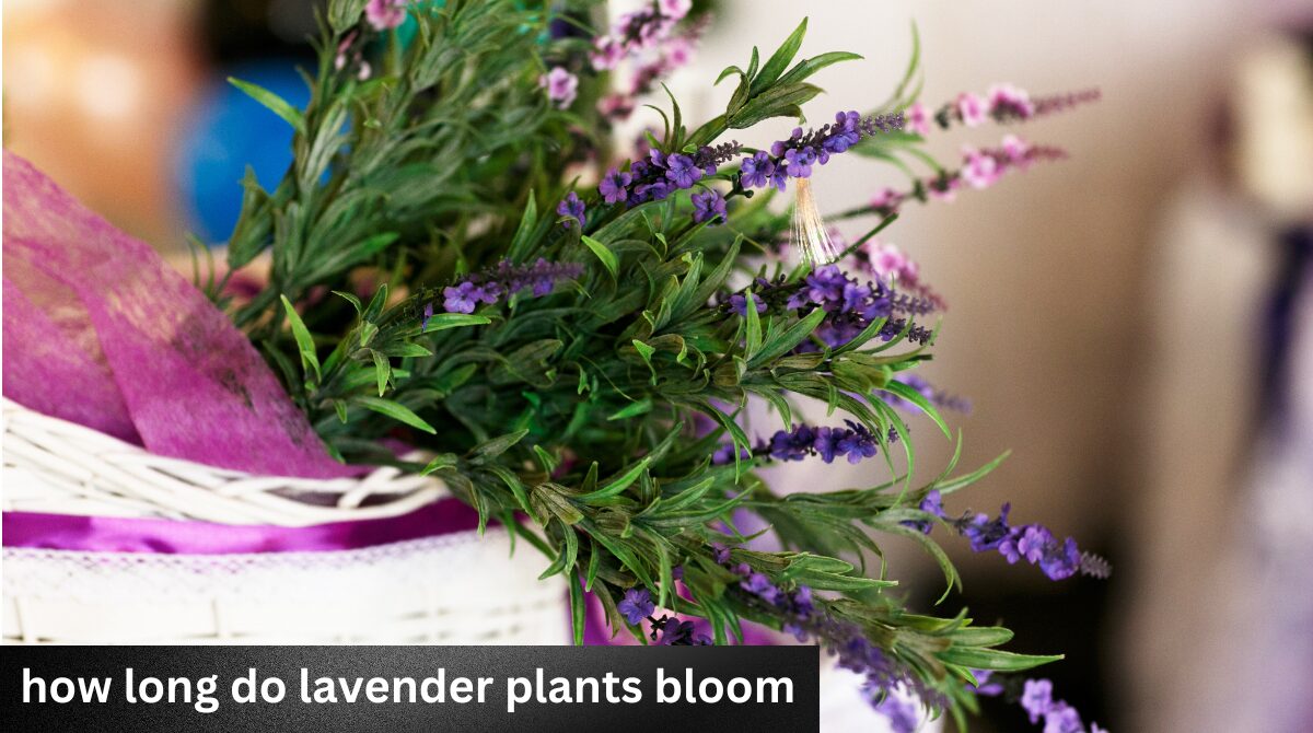 how long do lavender plants bloom