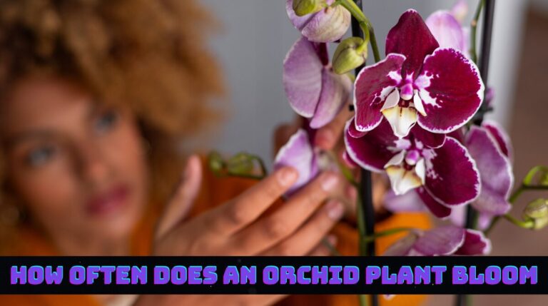 how often does an orchid plant bloom