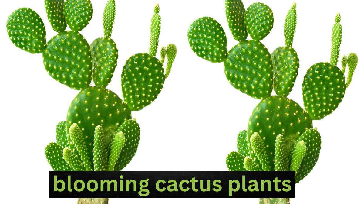 blooming cactus plants