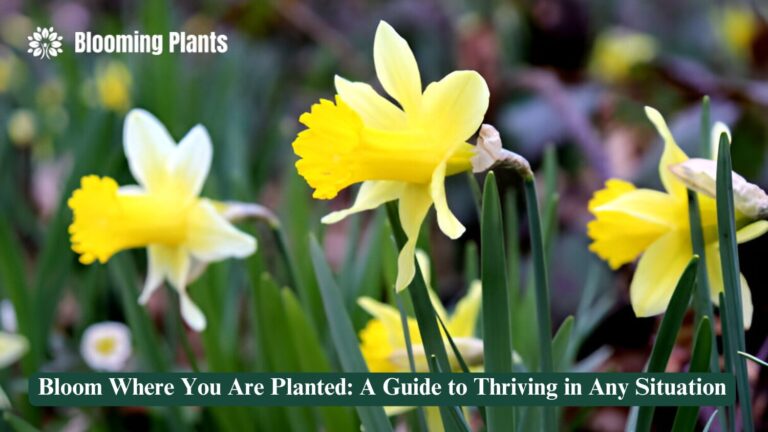 bloom where you are planted