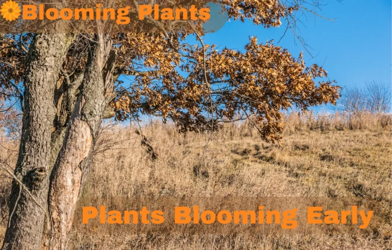 Why Are Plants Blooming Early? Causes, Impacts, and Solutions