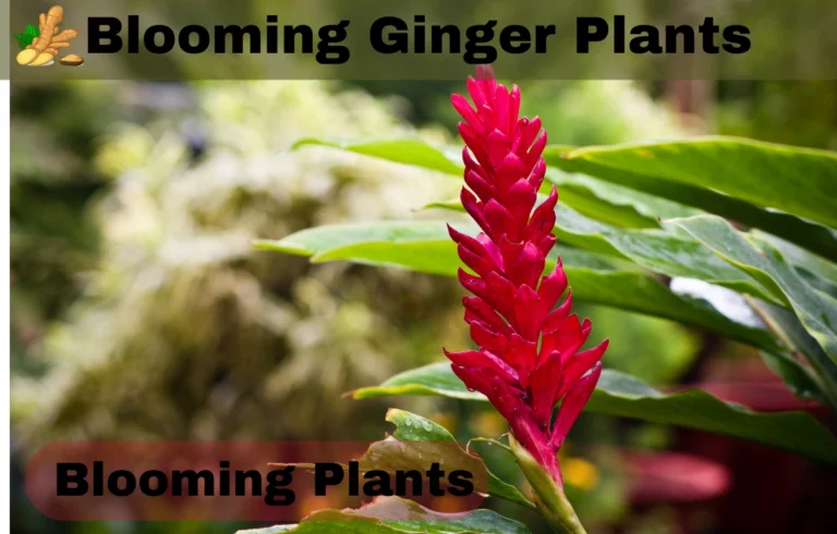 Blooming Ginger Plants: A Comprehensive Guide to Growing and Caring