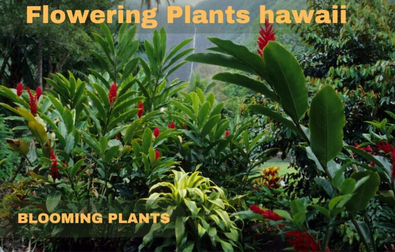 Flowering Plants in Hawaii: A Comprehensive Guide