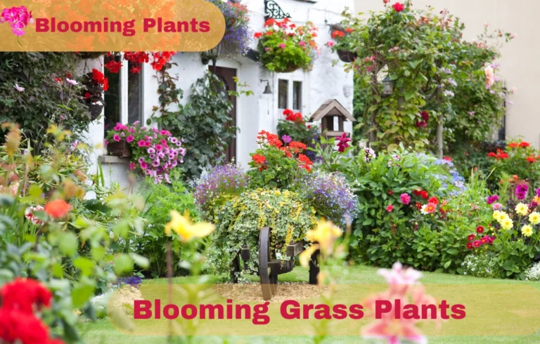 The Beauty and Benefits of Blooming Grass Plants: A Complete Guide