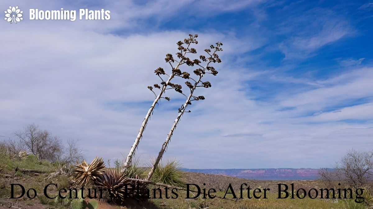 Do Century Plants Die After Blooming