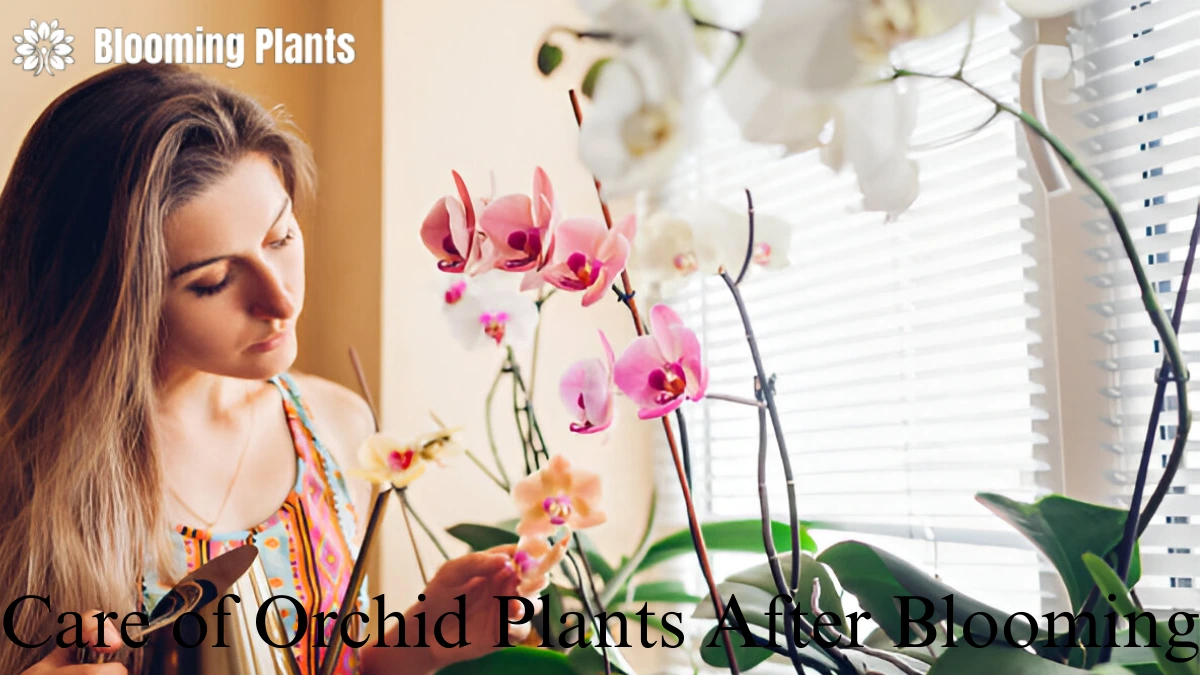 Care of Orchid Plants After Blooming
