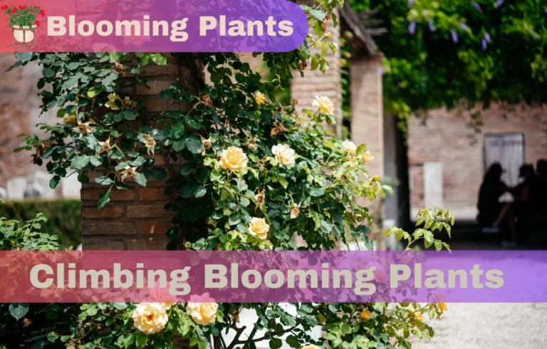 Climbing Blooming Plants: Transform Your Garden with Vibrant Vertical Blooms