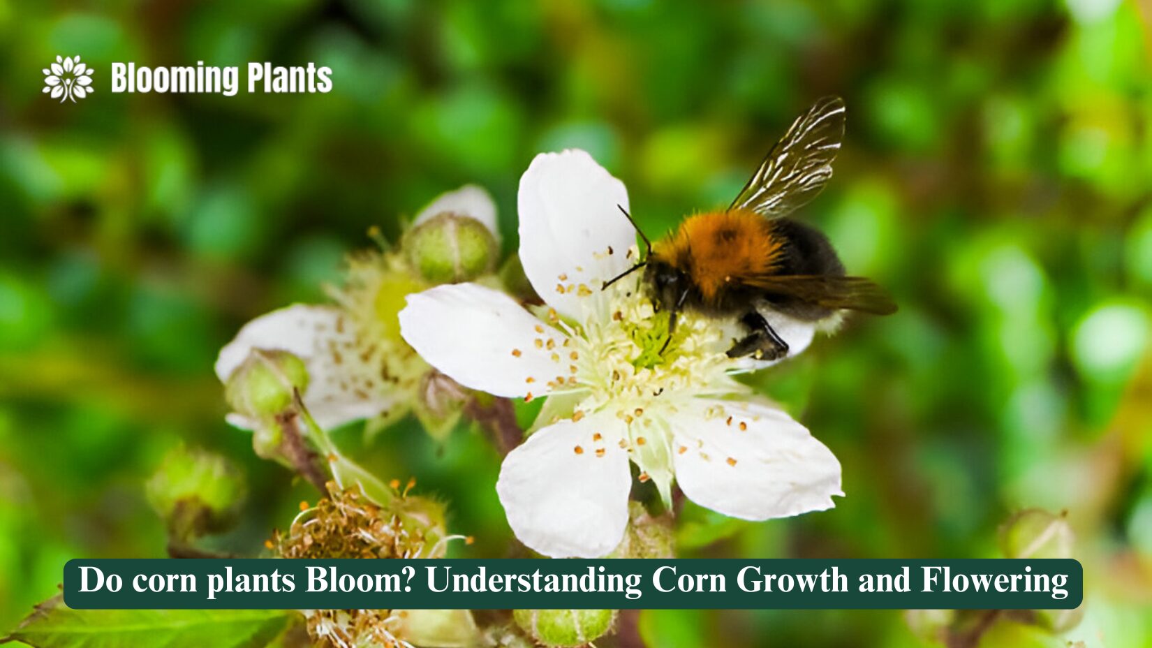 do corn plants bloom