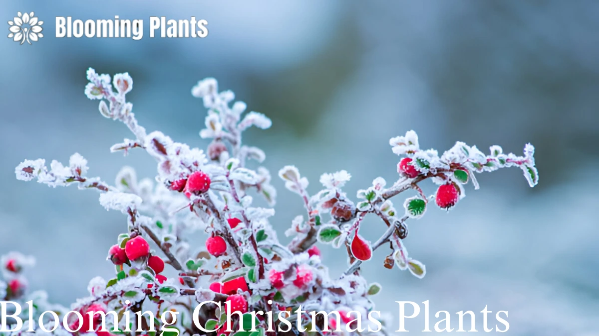 Blooming Christmas Plants