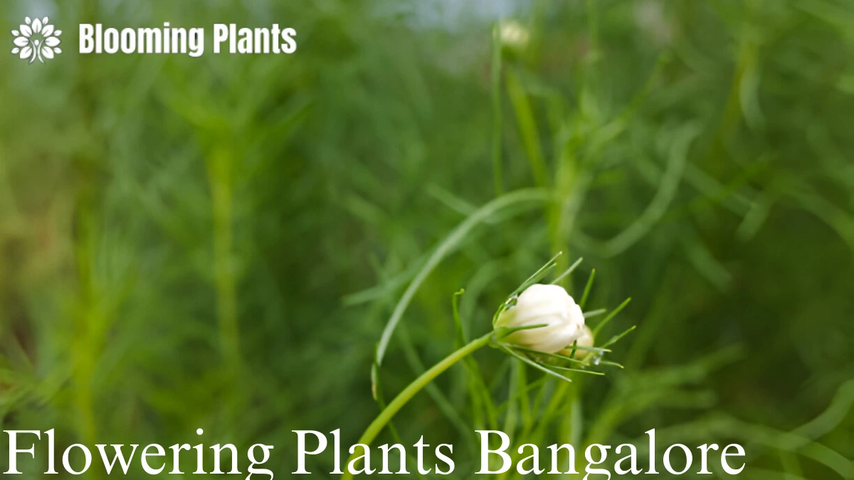 Flowering Plants Bangalore