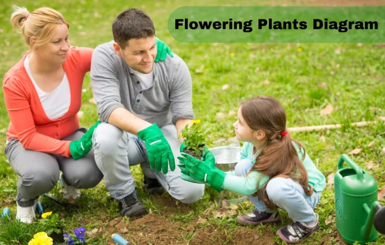 The Comprehensive Guide to Flowering Plants: Understanding the Flowering Plants Diagram