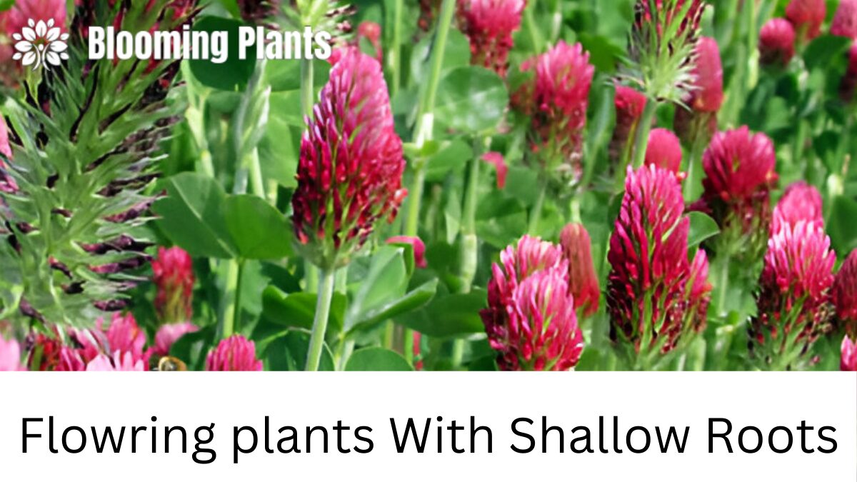 Flowering Plants with Shallow Roots