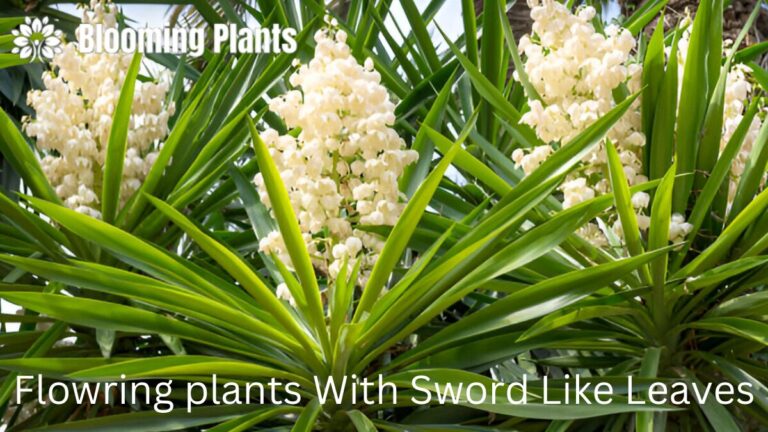 Flowering Plants with Sword-Like Leaves