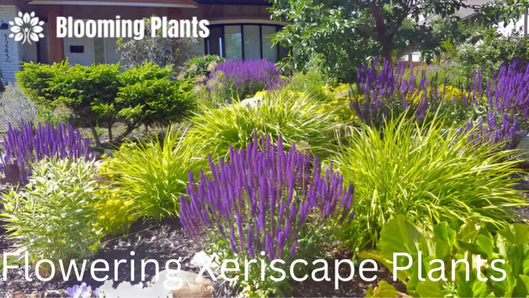 Flowering Xeriscape Plants