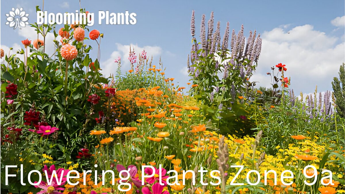 Vibrant flowering plants thriving in a Zone 9A garden under the sun, showcasing a variety of colorful blooms.