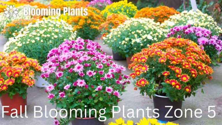 Vibrant chrysanthemums blooming in a fall garden in Zone 5