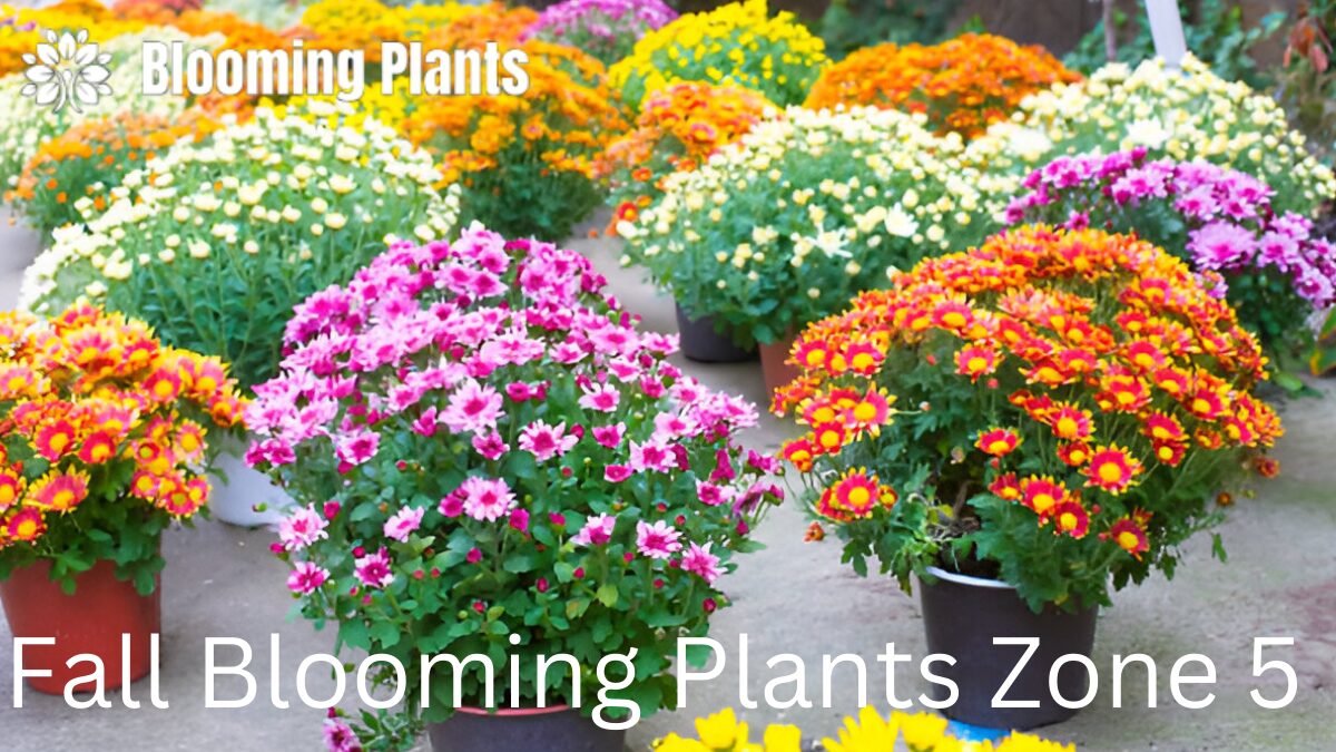 Vibrant chrysanthemums blooming in a fall garden in Zone 5