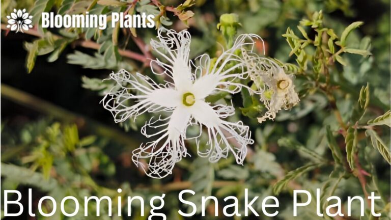 A blooming snake plant with delicate white flowers on a tall stalk, showcasing the plant's rare and beautiful bloom.