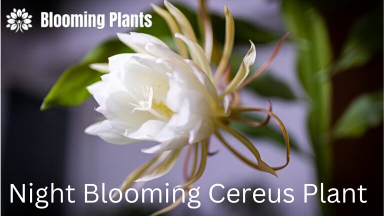 The Fascinating World of the Night-Blooming Cereus Plant