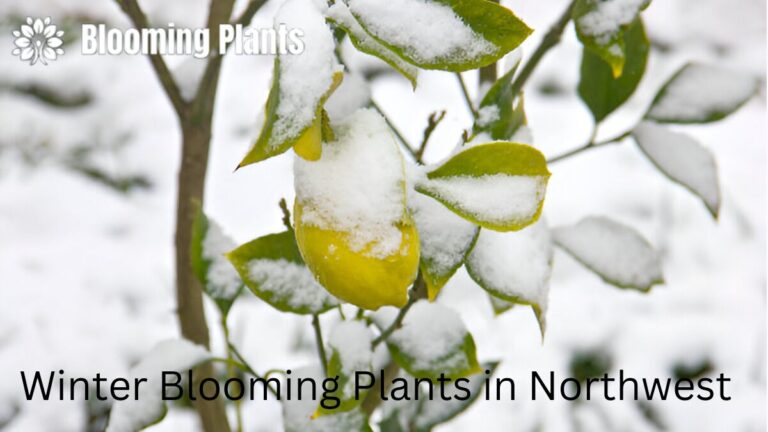 Winter-Blooming Plants in the Pacific Northwest