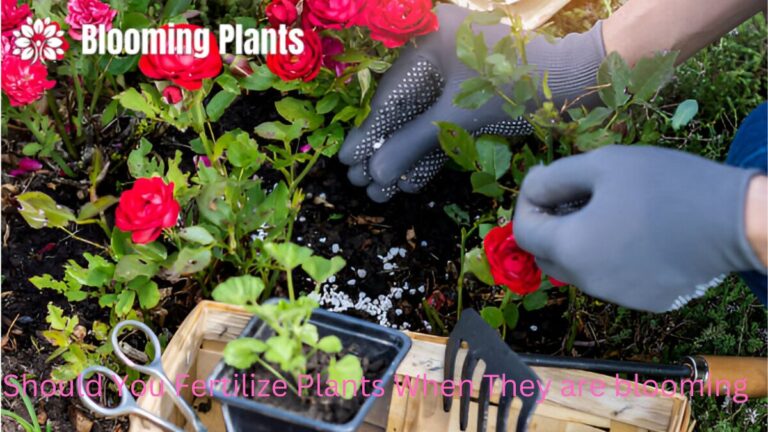 A gardener fertilizing blooming plants in the garden to promote vibrant flowers and healthy growth.