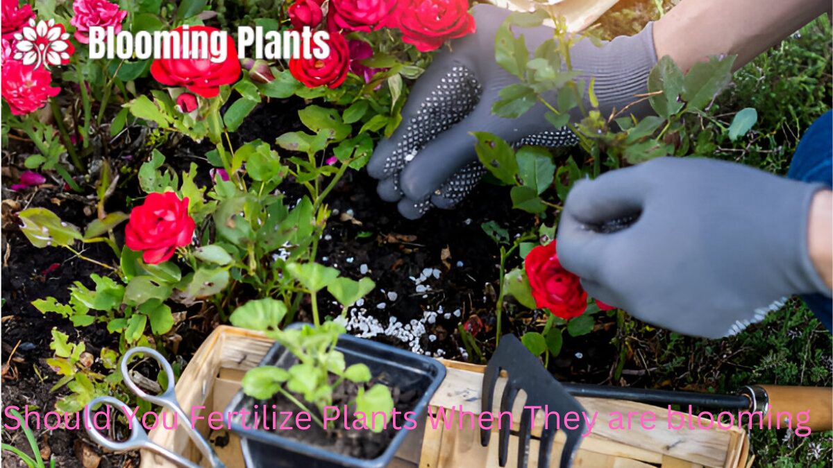 A gardener fertilizing blooming plants in the garden to promote vibrant flowers and healthy growth.