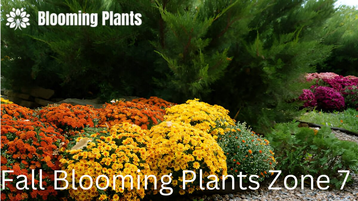 Beautiful fall blooming plants in a Zone 7 garden, including asters, chrysanthemums, and sedum, creating vibrant autumn color.