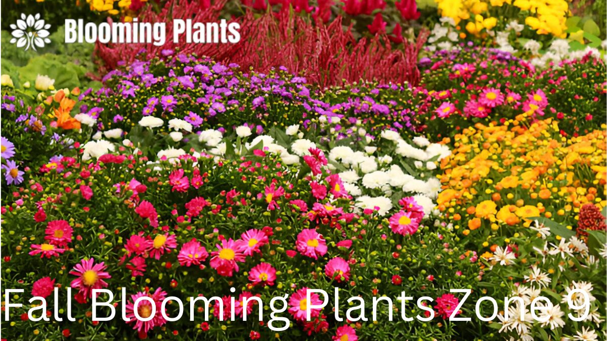 Beautiful fall blooming plants for Zone 9 including chrysanthemums, asters, and sage