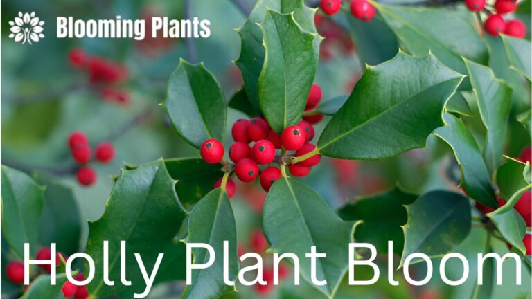 Holly plant in bloom with vibrant red berries and glossy leaves in a garden