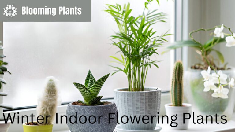 Indoor Blooming Plants for Winter