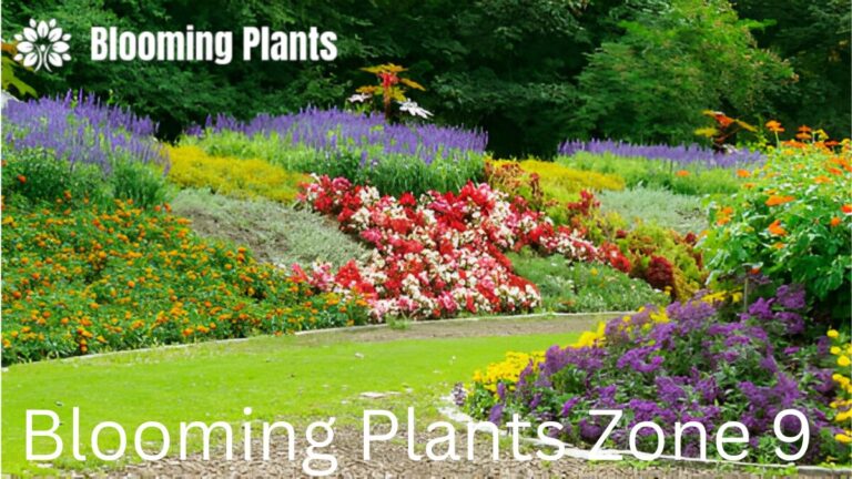 A vibrant garden featuring a variety of flowering plants that thrive in USDA Zone 9, including lavender, daylilies, marigolds, and bougainvillea.