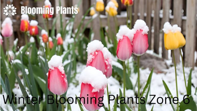 Winter-blooming plants in Zone 6 with colorful flowers and foliage in a winter garden.