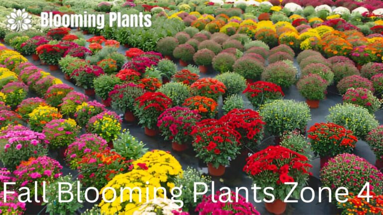 Fall Blooming Plants for Zone 4: A Guide to Extending Your Garden’s Beauty into Autumn