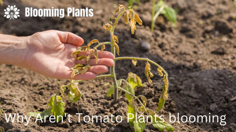 Unbloomed Tomato plant