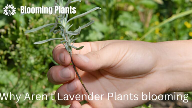 Lavender Plant