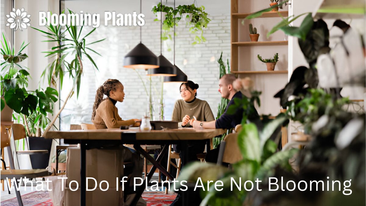 Troubleshooting non-blooming plants and solutions for encouraging blooms with proper care and adjustments