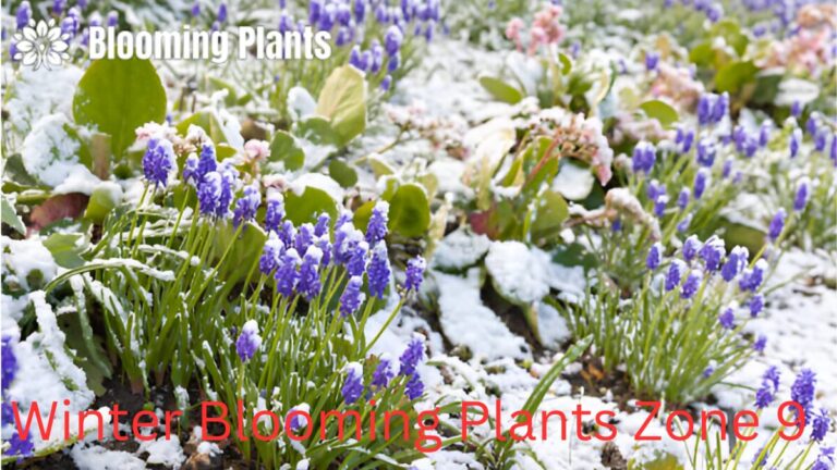 A vibrant winter garden in Zone 9 featuring blooming Camellias, Cyclamens, and Pansies with lush greenery in the background.