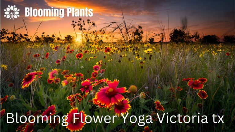 Blooming Flowers Yoga in Victoria, TX: A Sanctuary for Mind and Body