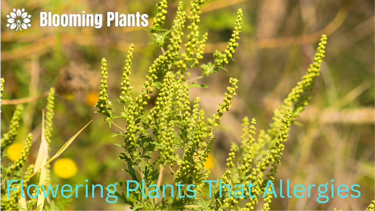 Flowering Plants That Allergies