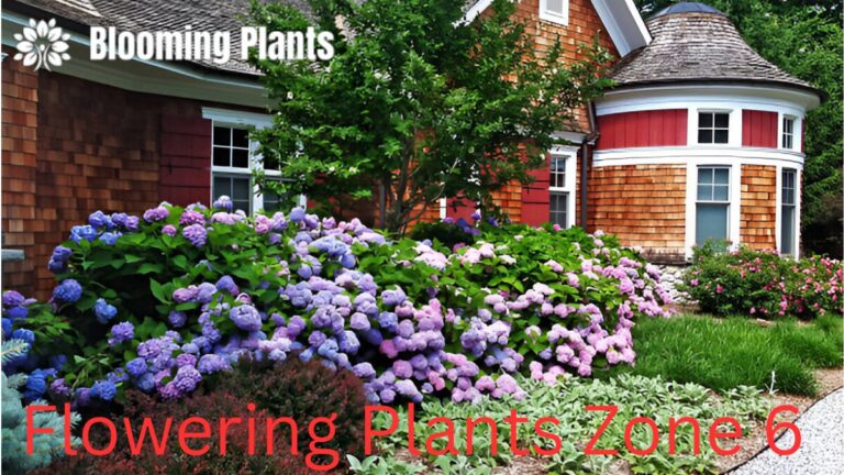 A vibrant garden in Zone 6 featuring blooming flowers like tulips, daffodils, coneflowers, and asters, showcasing year-round color